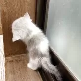 ミヌエット(長足)【鹿児島県・女の子・2025年4月30日・チンチラシルバー】の写真4