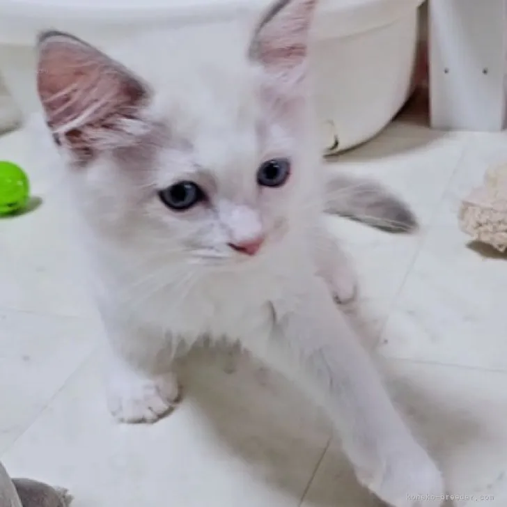 ID:2309-03002の子猫