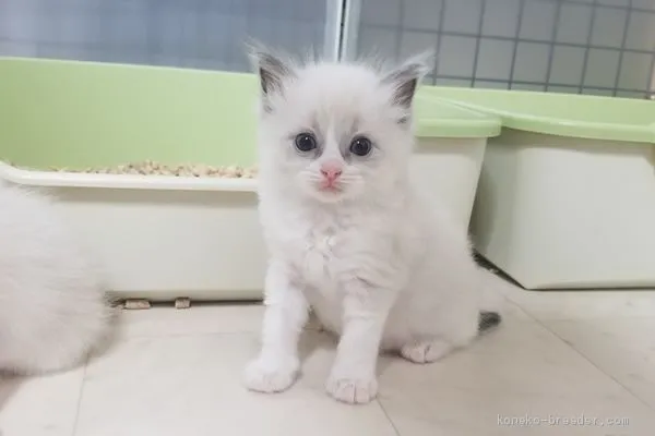 ID:1908-01292の子猫