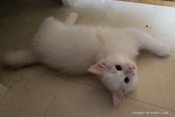ID:2003-01817の子猫