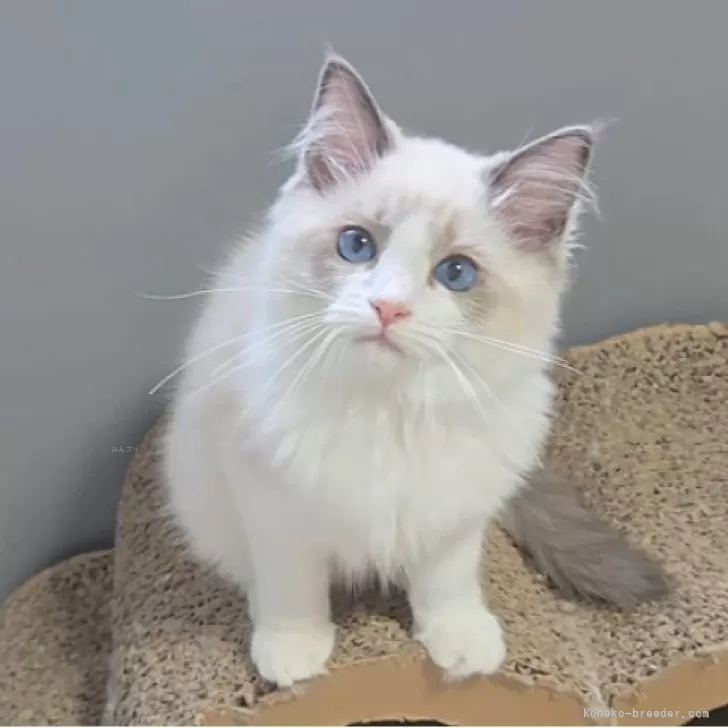 ID:2507-00542の子猫