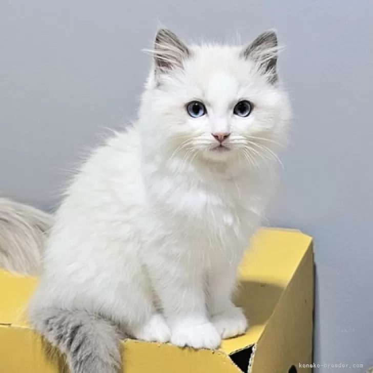 ID:2502-01521の子猫