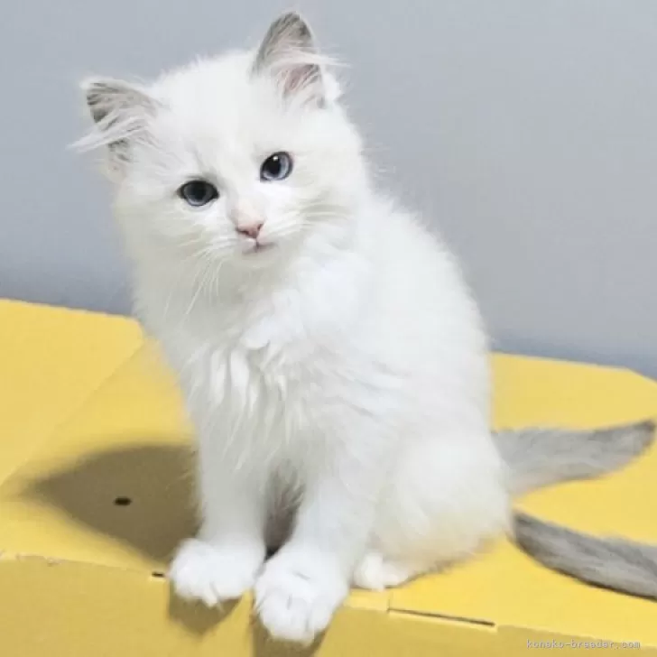 ID:2502-01523の子猫