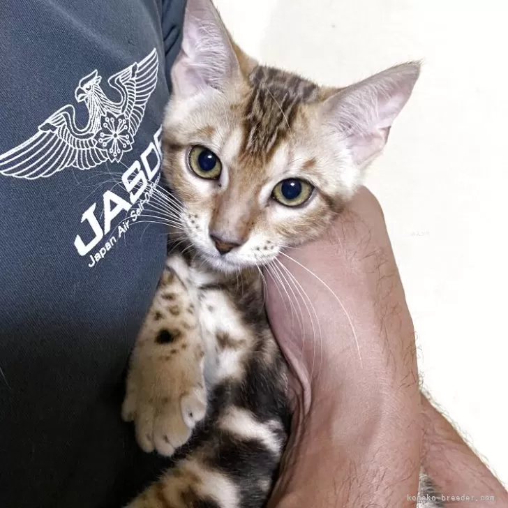 ID：2508-03049の子猫