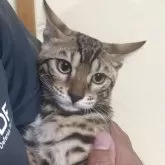 ベンガル