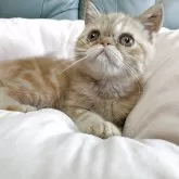 エキゾチックショートヘア