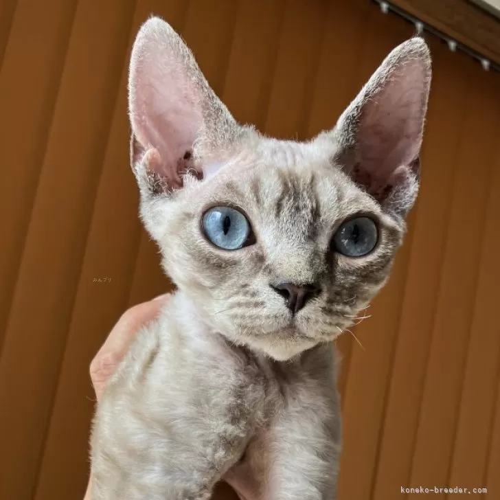ID:2406-00897の子猫