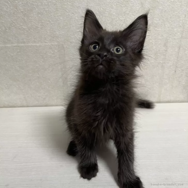 ID：2404-01129の子猫