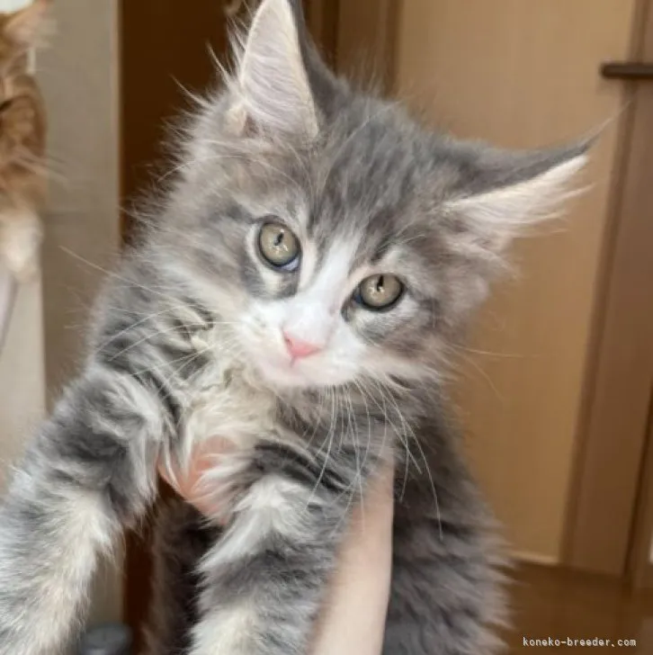 ID：2305-03633の子猫