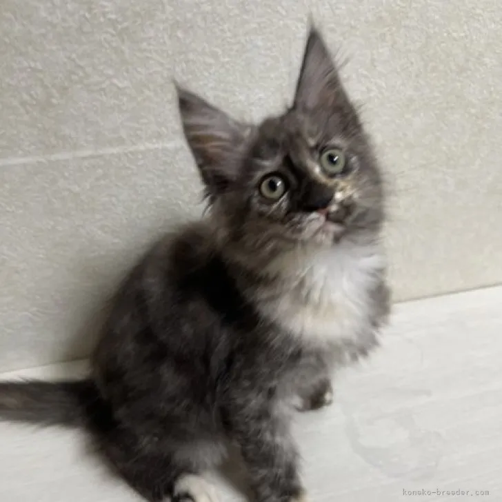 ID：2311-01608の子猫