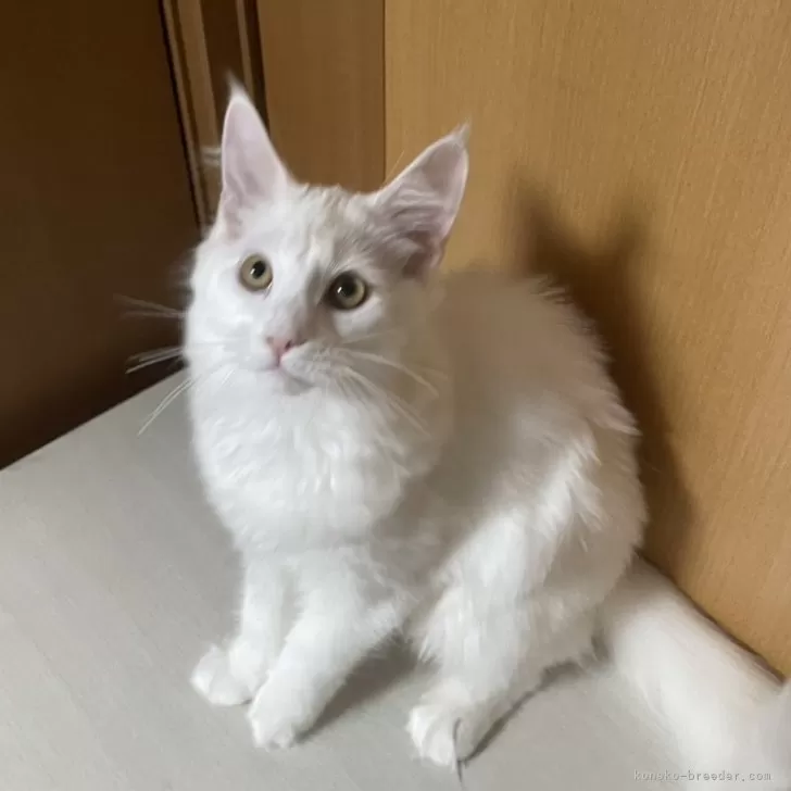 ID：2409-03200の子猫