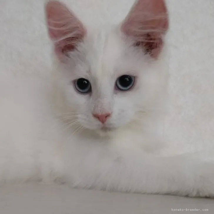ID:2305-01009の子猫