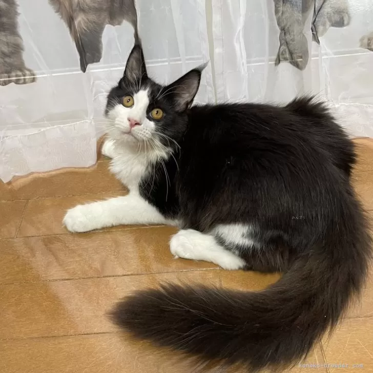 ID:2408-02470の子猫