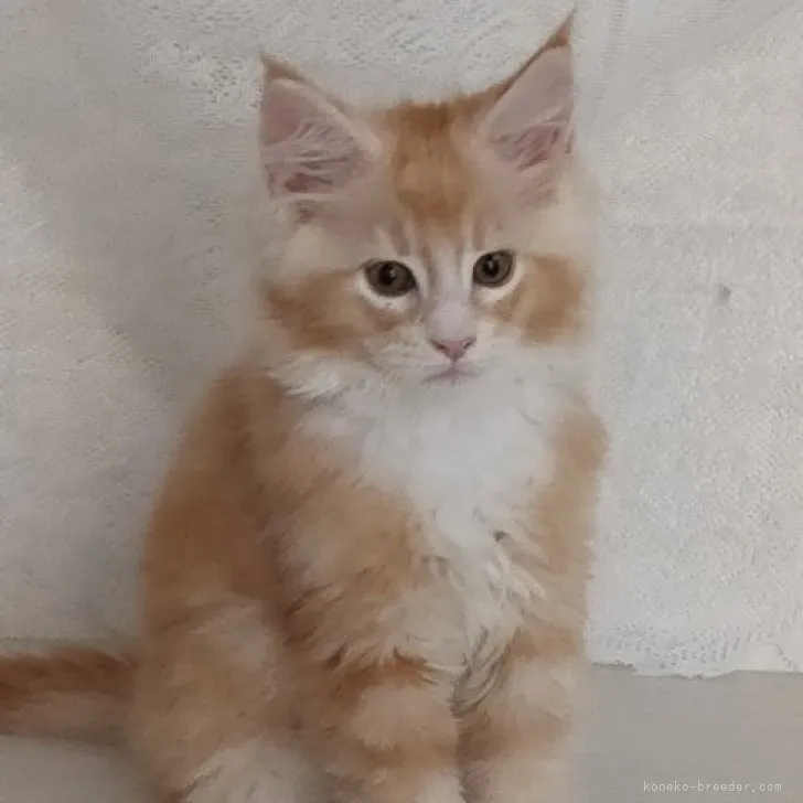 ID:2305-03628の子猫