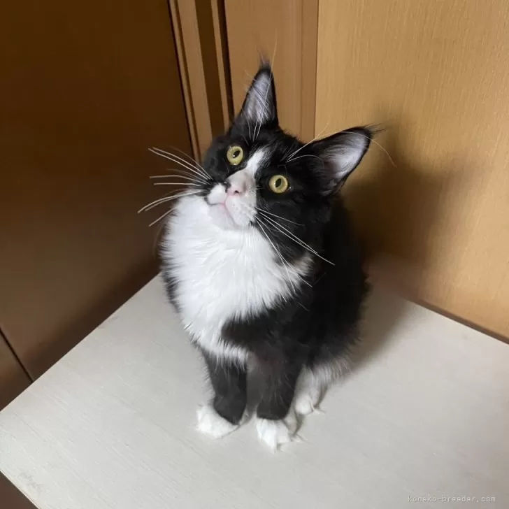 ID：2409-03201の子猫