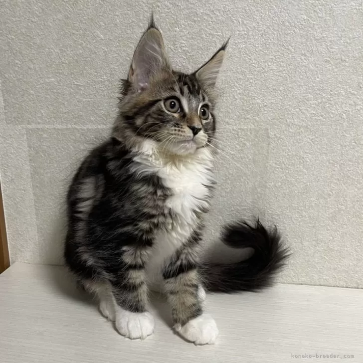 A.S 様のお迎えした子猫