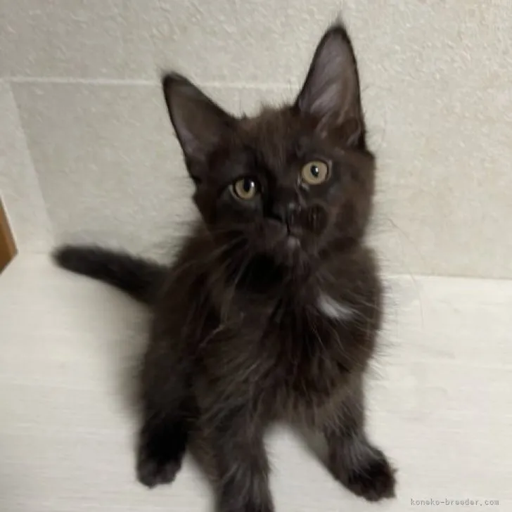ID:2311-01475の子猫