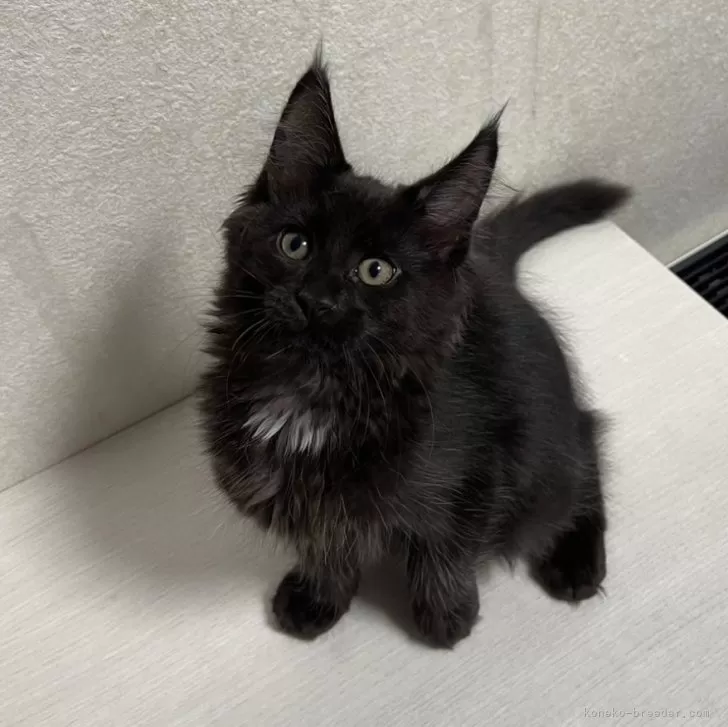 ID：2405-03686の子猫