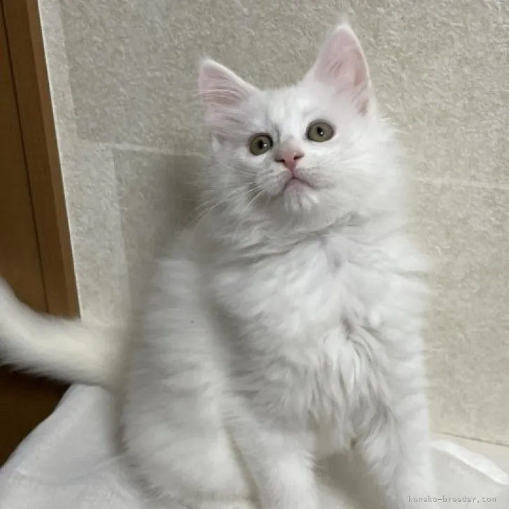 ID:2312-01277の子猫