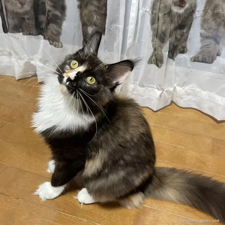 ID：2408-00081の子猫