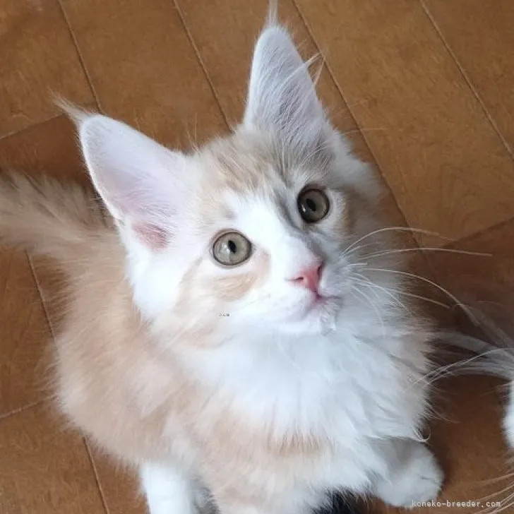 ID:2308-03214の子猫