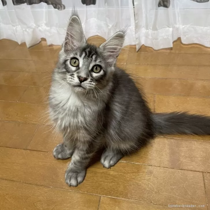 ID：2409-03202の子猫