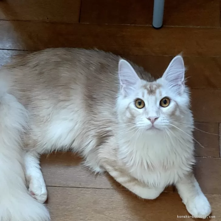 ID:2312-01274の子猫