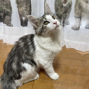 メインクーン【東京都・男の子・2024年5月1日・シルバー&ホワイト】の写真「元気な男の子」
