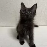 メインクーン【東京都・男の子・2024年1月14日・ブラックソリッド】の写真1「撮影日2024.4.9」