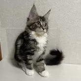 メインクーン【東京都・男の子・2024年3月4日・ブラウンタビー】の写真1「2024.5.28撮影」