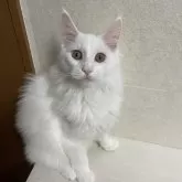 メインクーン【東京都・男の子・2023年9月29日・ホワイトソリッド】の写真1「2024.2.3撮影」