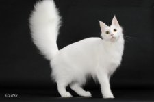 メインクーン【・女の子・2023年9月29日・ホワイトソリッド】