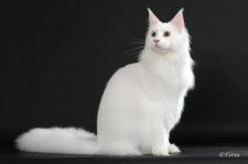 メインクーン【・男の子・2023年3月26日・ホワイトソリッド】