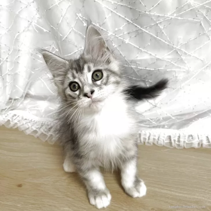 ID：2507-00211の子猫