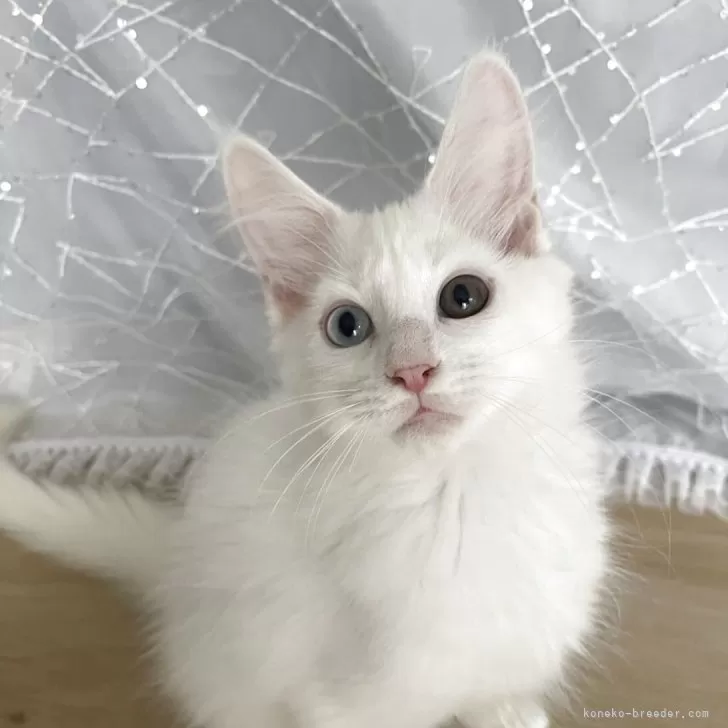 ID：2508-00826の子猫