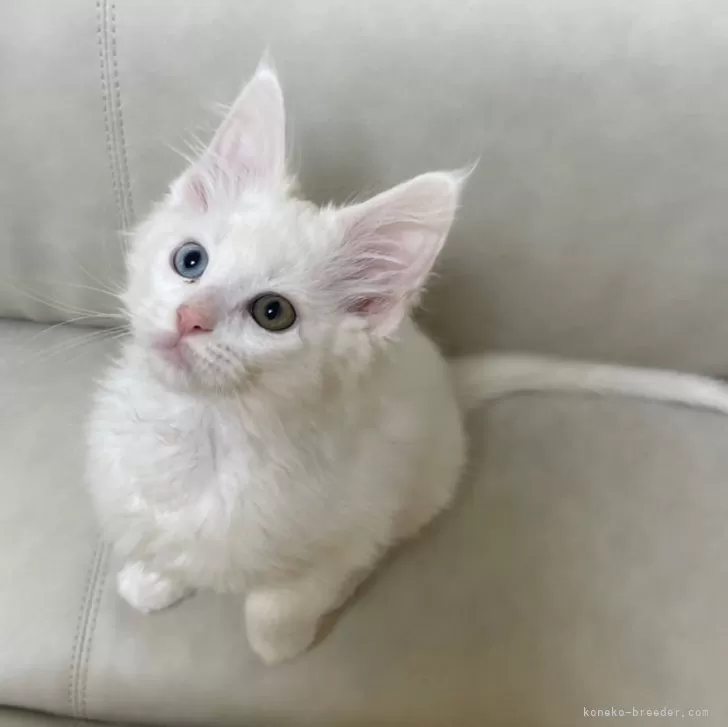Y.I 様のお迎えした子猫