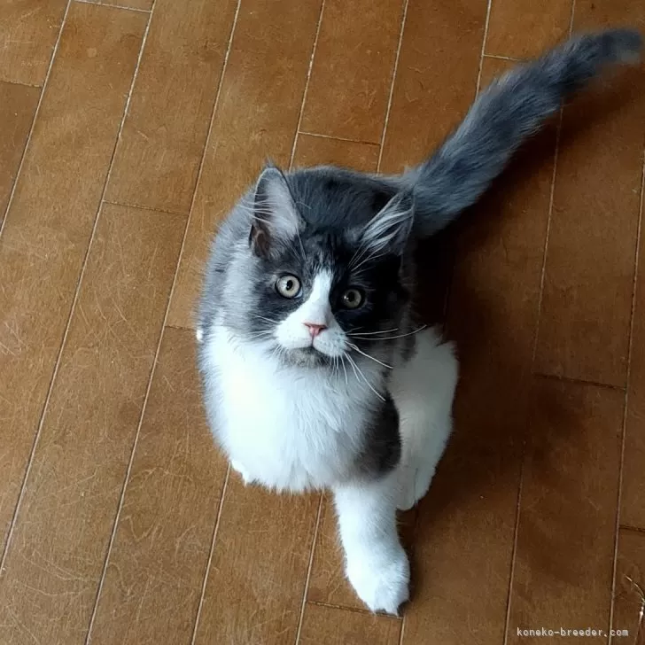 ID：2411-02964の子猫