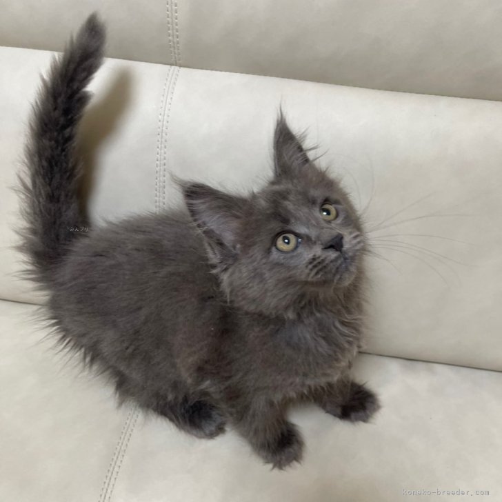 Y.I 様のお迎えした子猫