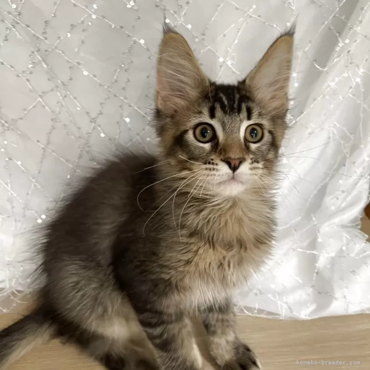 ID：2505-01247の子猫