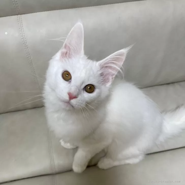 ID：2502-00616の子猫