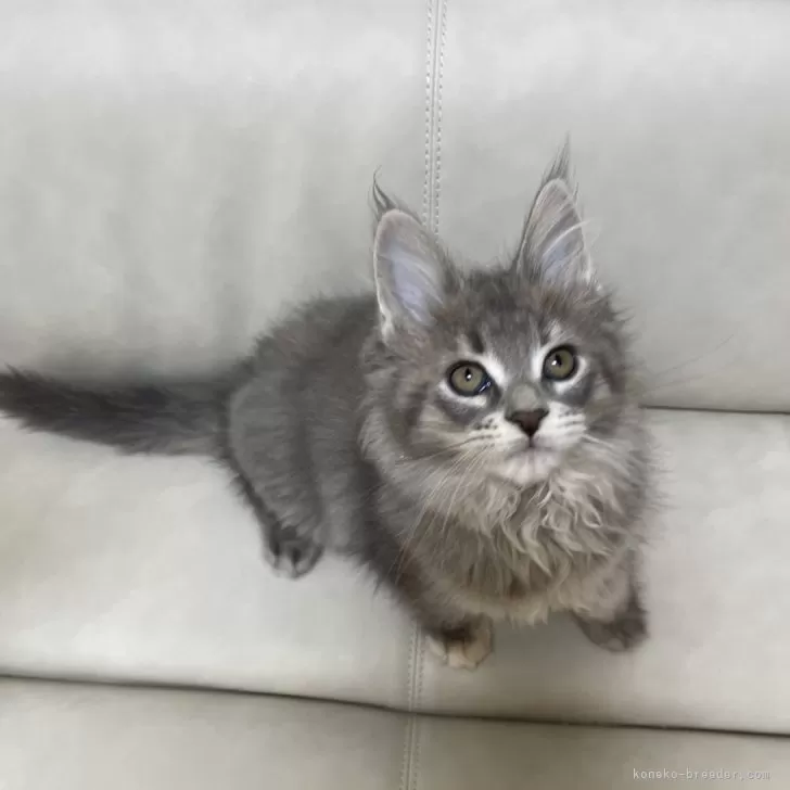 ID：2502-00611の子猫