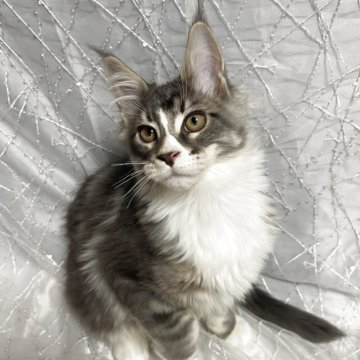 メインクーン【東京都・男の子・2025年8月10日・シルバータビー】の写真「元気な男の子」