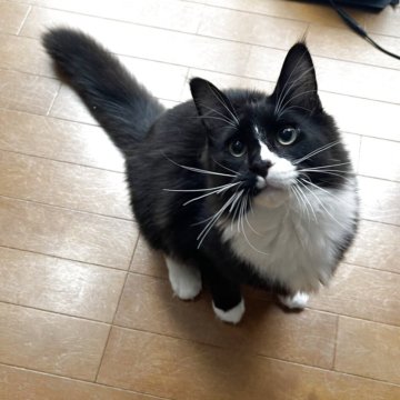 メインクーン【東京都・男の子・2025年3月30日・ブラック&ホワイト】の写真「可愛らしい男の子」