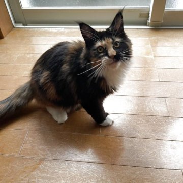 メインクーン【東京都・女の子・2025年5月2日・キャリコ】の写真「人懐っこい女の子」