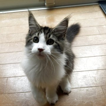 メインクーン【東京都・女の子・2025年5月9日・ブラウンタビー&ホワイト】の写真「可愛い女の子」