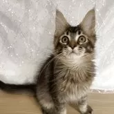 メインクーン