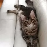 メインクーン【東京都・男の子・2025年2月13日・ブラウンティックドタビー】の写真1「体重4.7キロ」