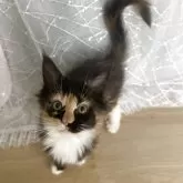 メインクーン