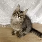 メインクーン