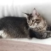 メインクーン【東京都・男の子・2025年2月13日・ブラウンティックドタビー】の写真2